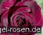 Black Parfumella - Duftrose der Provence kaufen