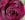 Black Parfumella - Duftrose der Provence