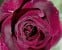 Black Parfumella - Duftrose der Provence
