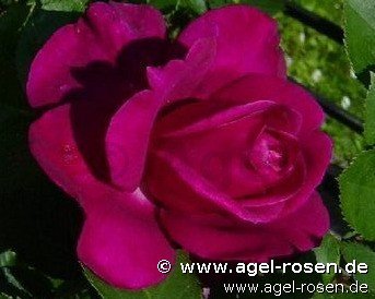 Rose ‘Blackberry Nip‘ (wurzelnackte Rose)