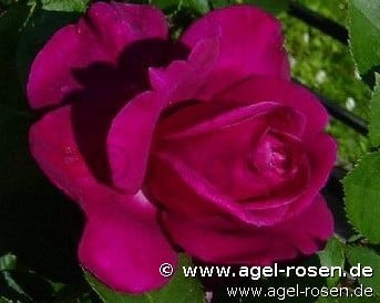 Rose ‘Blackberry Nip‘ (5-Liter Topf)