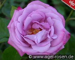 Blue River kaufen, clicken für mehr Details Blue River