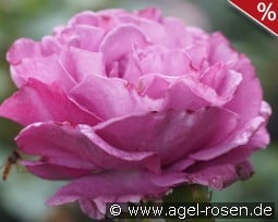 Bossuet, Aigle de Meaux kaufen, clicken für mehr Details Bossuet, Aigle de Meaux