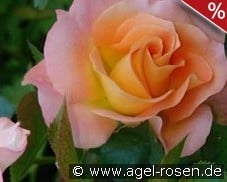 Britannia kaufen, clicken für mehr Details Britannia