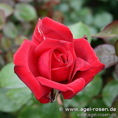 Rose ‘Burgund 81‘ (2-Liter Biotopf)