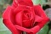 Burgund 81