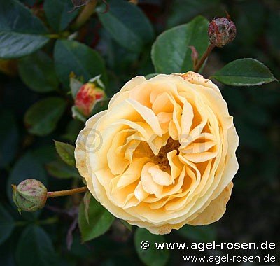 Rose ‘Candlelight‘ (Hochstamm (~90cm), wurzelnackt)