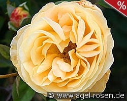 Candlelight kaufen, clicken für mehr Details Candlelight