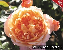 Capri kaufen, clicken für mehr Details Capri