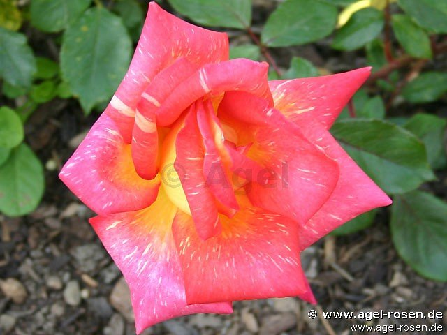 Rose ‘Caribia‘ (wurzelnackte Rose)