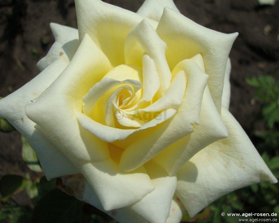 Rose ‘Caroline de Monaco‘ (2-Liter Topf)