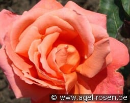 Catherine Deneuve  kaufen, clicken für mehr Details Catherine Deneuve