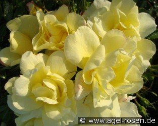 Celientje