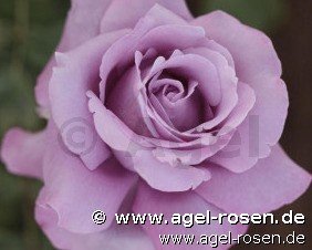 Rose ‘Charles de Gaulle‘ (2-Liter Biotopf)