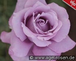 Charles de Gaulle kaufen, clicken für mehr Details Charles de Gaulle