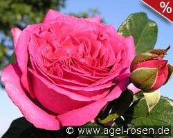 Chartreuse de Parme kaufen, clicken für mehr Details Chartreuse de Parme