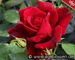 Chateau d'Amboise kaufen, clicken für mehr Details Chateau d'Amboise