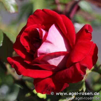 Rose ‘Château de Versailles ® - Guy Laroche‘ (wurzelnackte Rose)