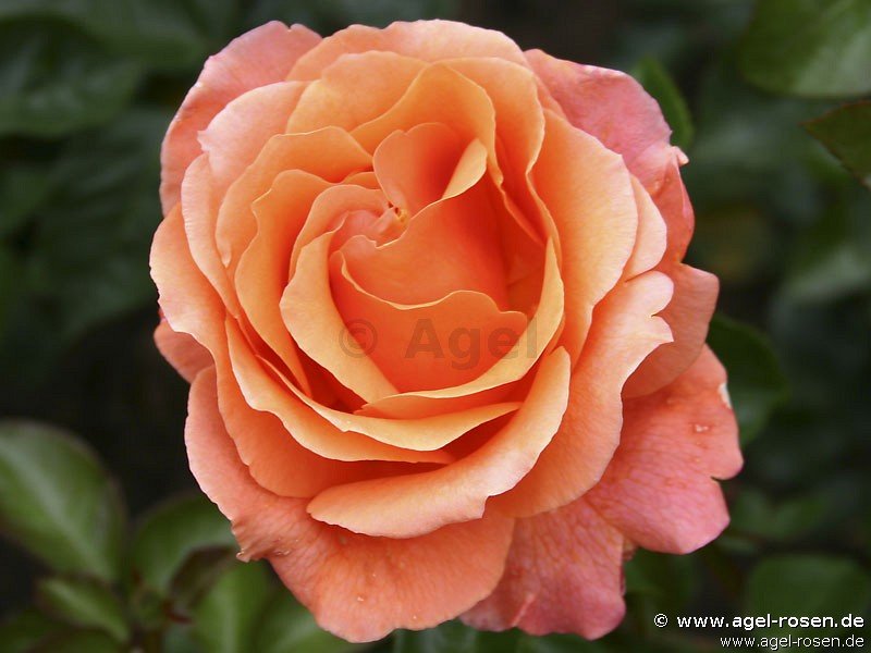 Rose ‘Cherry Brandy ‘ (Halbstamm (~65cm) im 8l Topf (Präsentrose))