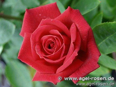 Rose ‘Chryslers Imperial‘ (wurzelnackte Rose)