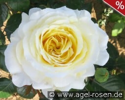 Claus Wisser kaufen, clicken für mehr Details Claus Wisser