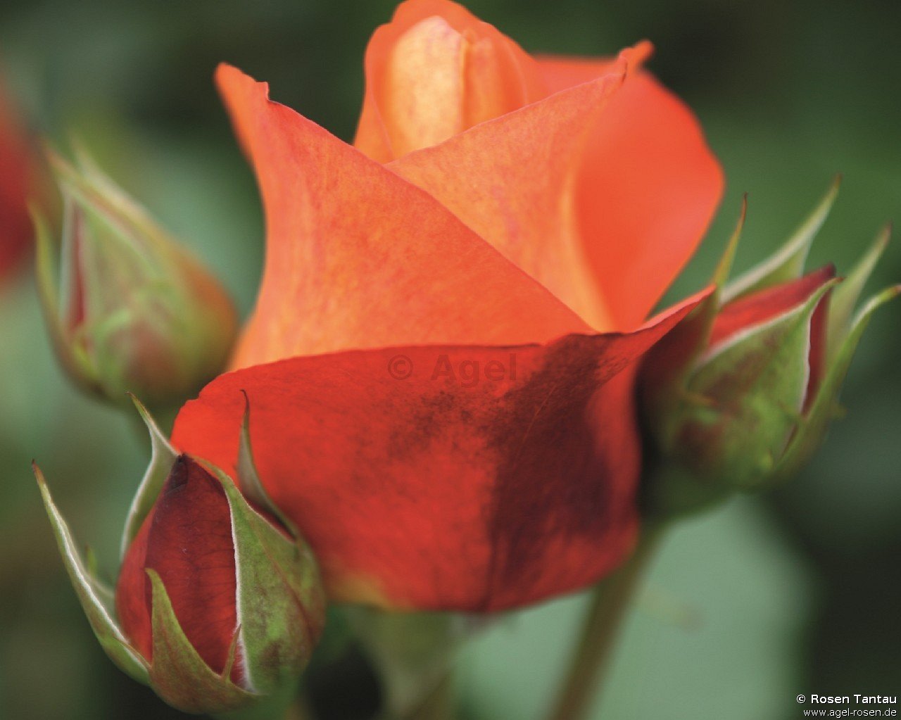 Rose ‘Coffee Break‘ (wurzelnackte Rose)