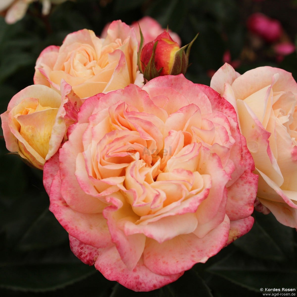 Concorde ® kaufen – Edelrose – AGEL ROSEN
