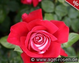 Copacabana kaufen, clicken für mehr Details Copacabana