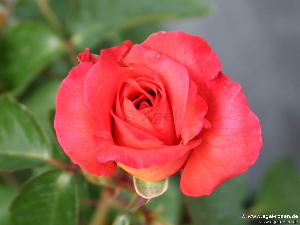 Rose ‘Coronado‘ (wurzelnackte Rose)