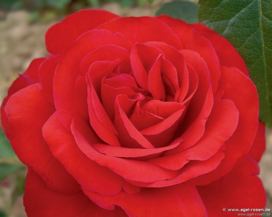 Rose ‘Corrida‘ (wurzelnackte Rose)
