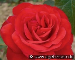 Corrida kaufen, clicken für mehr Details Corrida