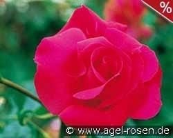 Crêpe de Chine kaufen, clicken für mehr Details Crêpe de Chine