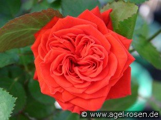 Crimson Flower Circus