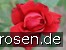 Dame de Coeur