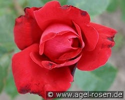 Dame de Coeur kaufen, clicken für mehr Details Dame de Coeur