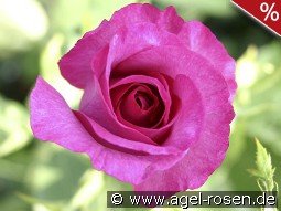 Derby Hagen Gmelin Rose