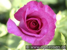 Derby Hagen Gmelin Rose