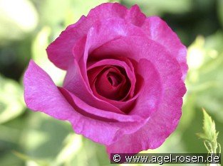 Derby Hagen Gmelin Rose