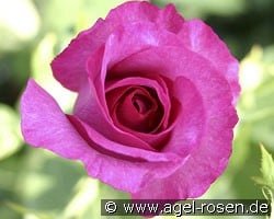 Derby Hagen Gmelin Rose kaufen, clicken für mehr Details Derby Hagen Gmelin Rose