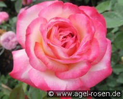 Dessa kaufen, clicken für mehr Details Dessa