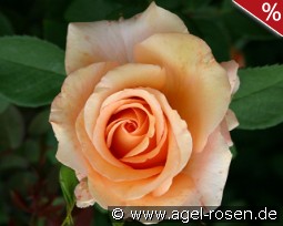 Diamond Jubilee