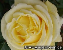 Diamonds Forever kaufen, clicken für mehr Details Diamonds Forever