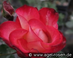 Diana Porsche kaufen, clicken für mehr Details Diana Porsche