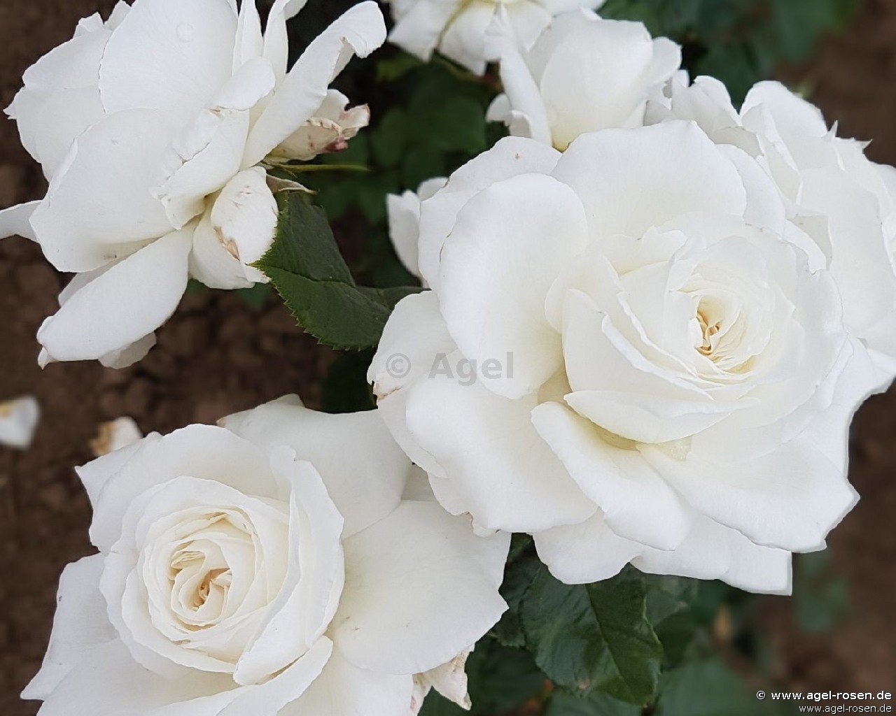 Rose ‘Die Rose Ihrer Majestät‘ (wurzelnackte Rose)