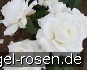 Die Rose Ihrer Majestät kaufen