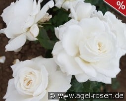 Die Rose Ihrer Majestät kaufen, clicken für mehr Details Die Rose Ihrer Majestät