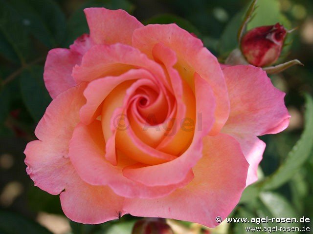 Rose ‘Die Welt‘ (wurzelnackte Rose)