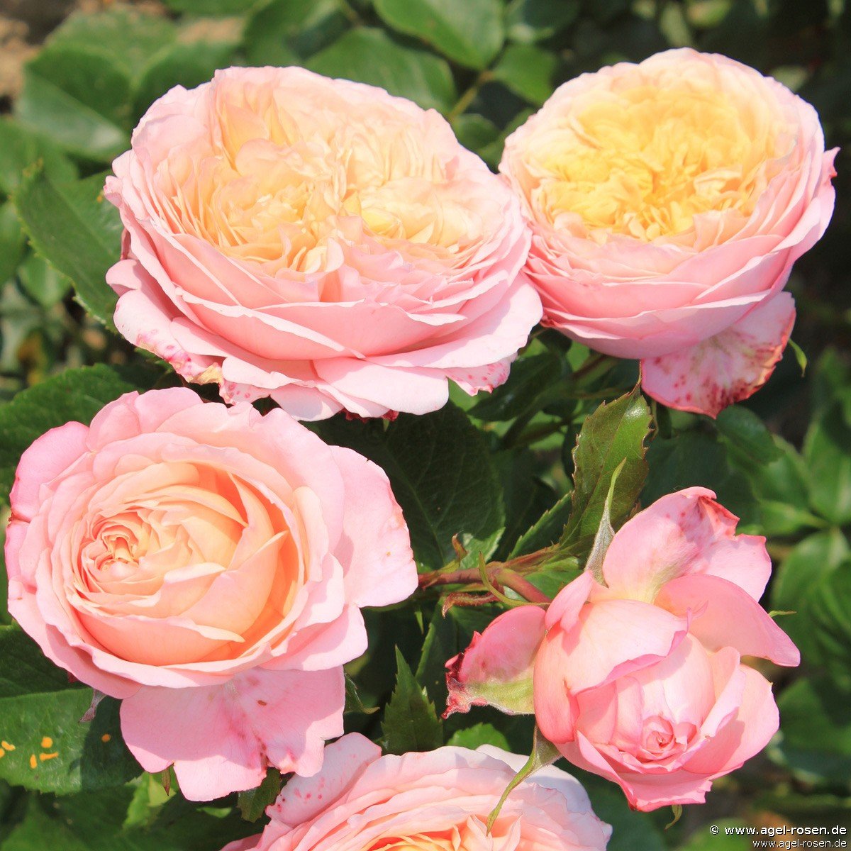 Rose ‘Domaine de Chantilly‘ (5-Liter Topf)