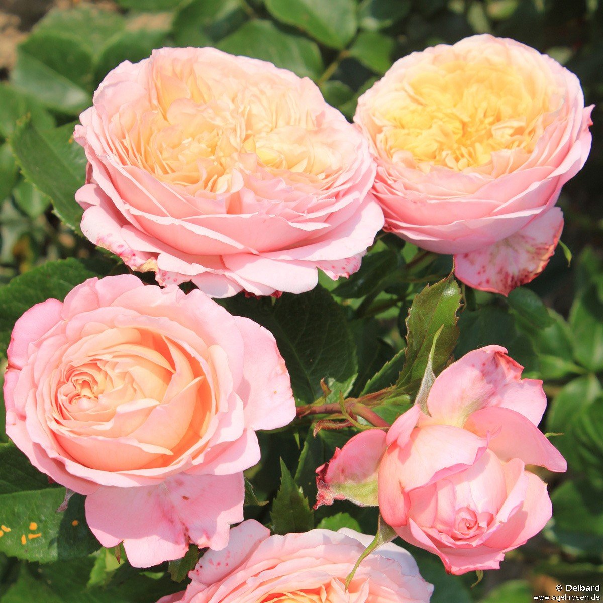 Rose ‘Domaine de Chantilly‘ (wurzelnackte Rose)