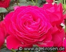 Dominica Densiflora kaufen, clicken für mehr Details Dominica Densiflora